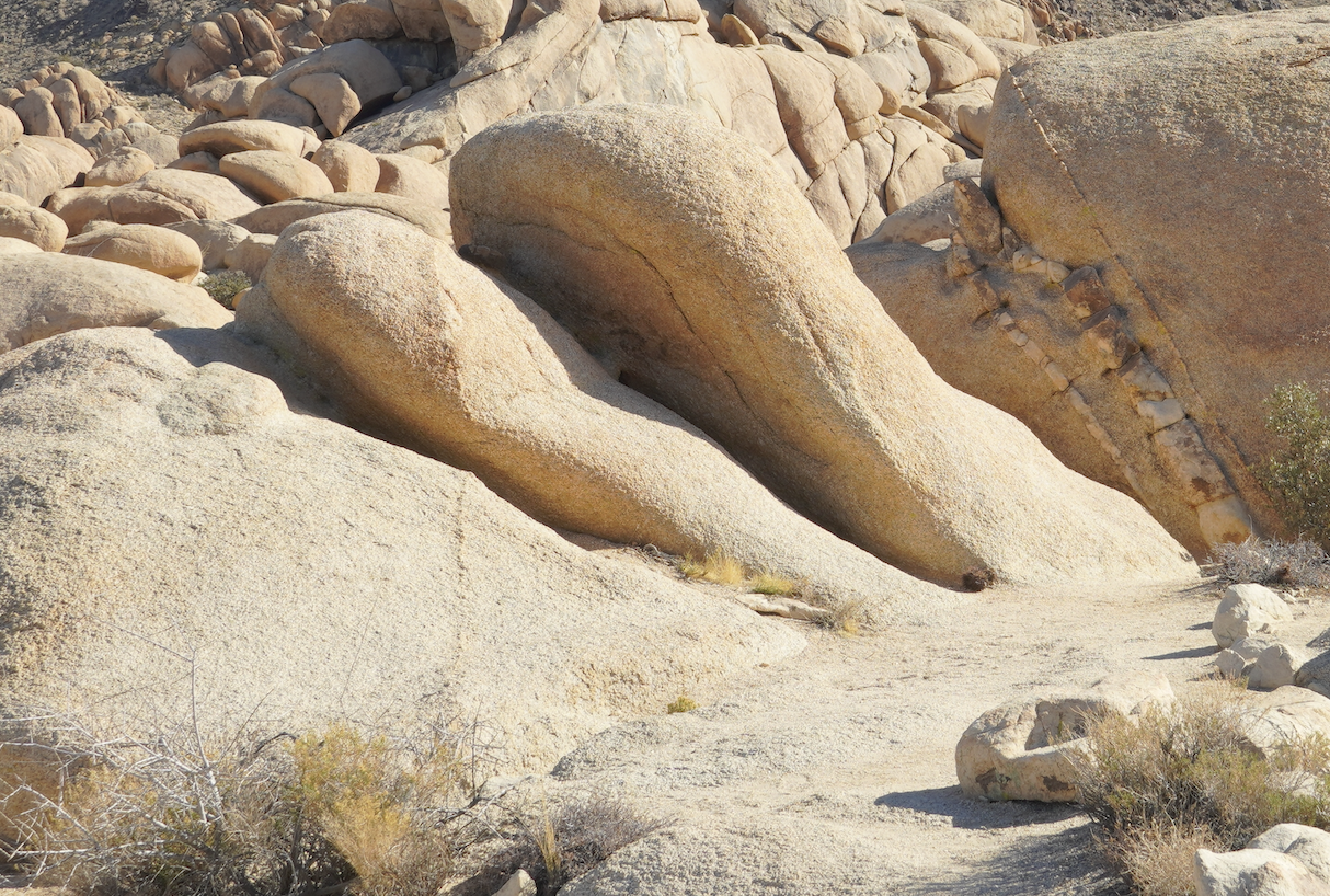 Cactus near a small city